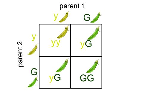 Heterozygous In Punnett Square