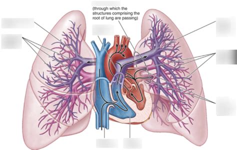 Pulmonary Arteries Diagram