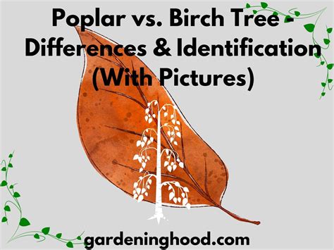 Poplar vs. Birch Tree - Differences & Identification (With Pictures)