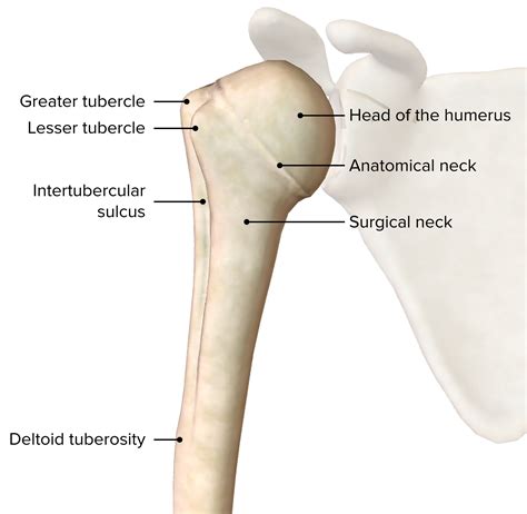 Lesser And Greater Tubercle Of Humerus