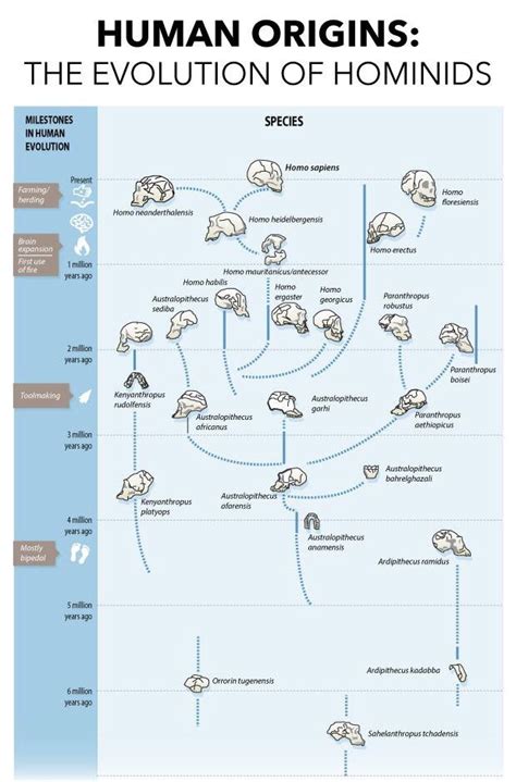 Hominid Evolution | Human evolution, Human family tree, Human evolution tree