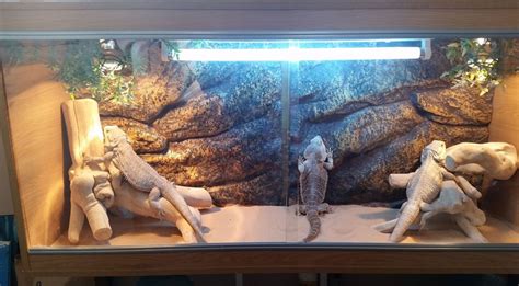 Ideas for Bearded Dragon Terrarium Decor