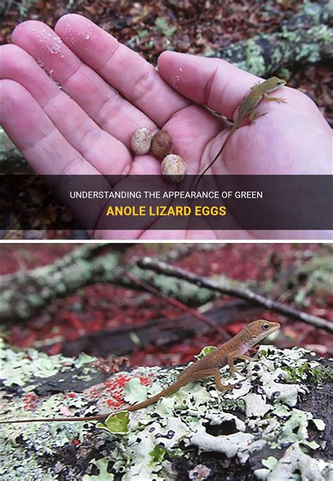 Understanding The Appearance Of Green Anole Lizard Eggs | PetShun