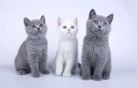 Munchkin vs British Shorthair - Breed Comparison | MyCatBreeds