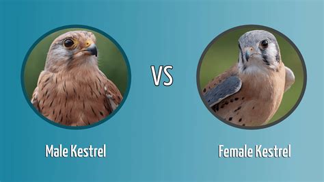 Male Kestrel vs Female Kestrel: How To Tell the Difference? - Optics Mag