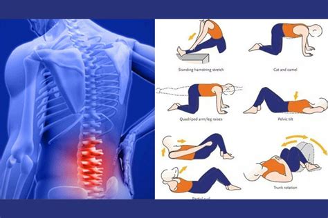 The Purpose of Lower Back Pain Exercises - Pro Diet Care