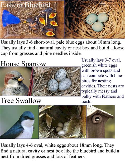 Types Of Bird Nests