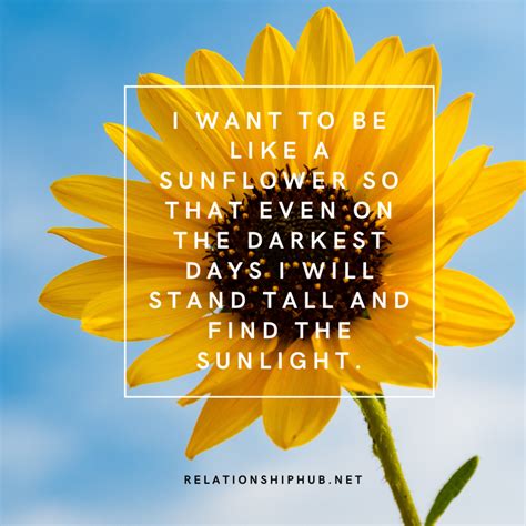 43 Beautiful Sunflower Quotes That Are Inspiring | Relationship Hub