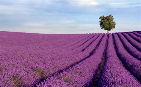 How To Visit the Lavender Fields in Provence – Provence Trip Ideas | Viator.com - Viator