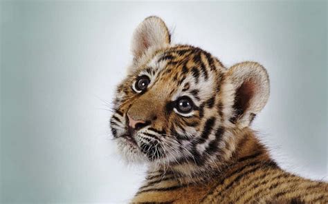 [100+] Cute Baby Animal Pictures | Wallpapers.com