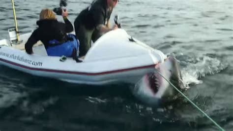 VIDEO: Great white shark attacks film crew members - ABC11 Raleigh-Durham