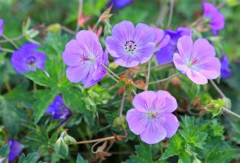 Great Hardy Geraniums for Rock Gardens