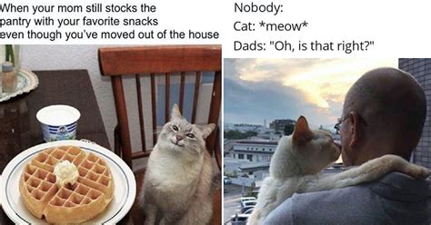 36 Wholesome Cat Memes That Prove They're Not Entirely Evil