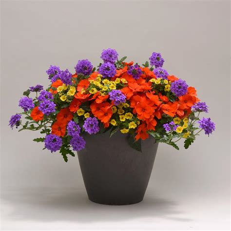 The Best Flowers for Pots in Full Sun | HGTV