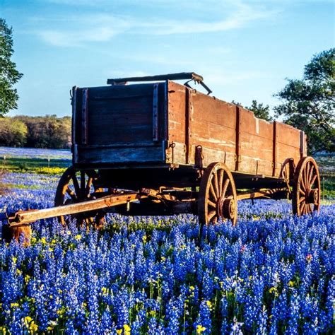 Texas Bluebonnets: 5 Things You Need to Know – The Texas Wildflower