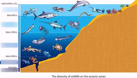 Ocean Layers Diagram, Ocean Landforms Diagram | Quizlet