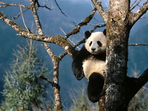 A giant panda and the habitat - China tour package