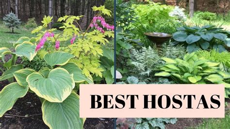 Hosta Shade Garden Plan | Fasci Garden