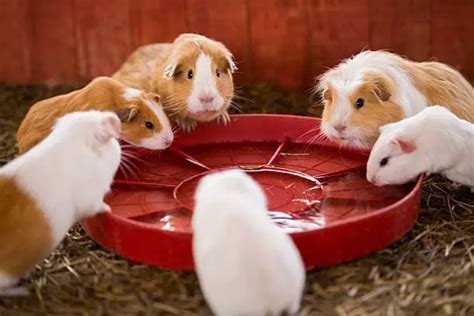 Guinea Pig Water Intake - Exotic Pet Secrets