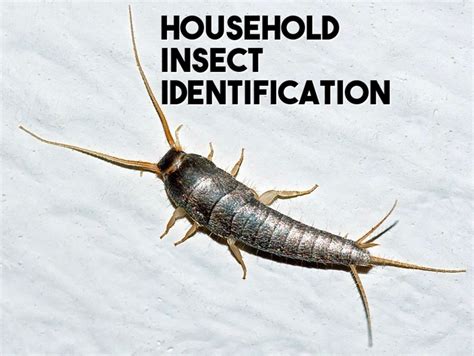 Household Insect Identification: Common Insects Around the Home - Owlcation