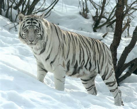 Siberian Tiger Facts, Cubs, Habitat, Diet, Adaptations, Pictures