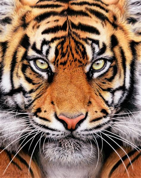 Buy Prints of Tiger Face, a Pencil Drawing on Paper, by Aron Gadd from United Kingdom, Not for ...