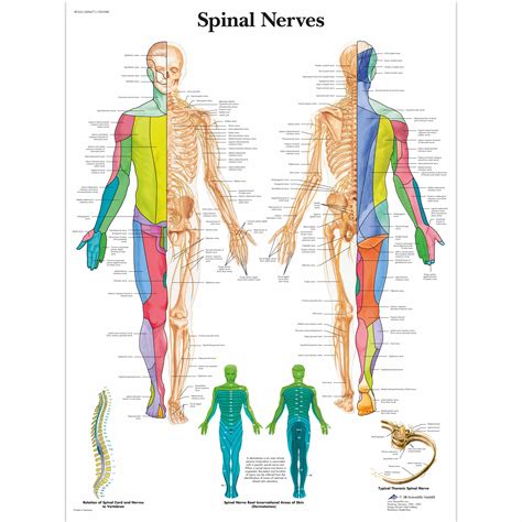 Anatomical Charts and Posters | Anatomy Charts | Spinal Nerves Laminated Chart