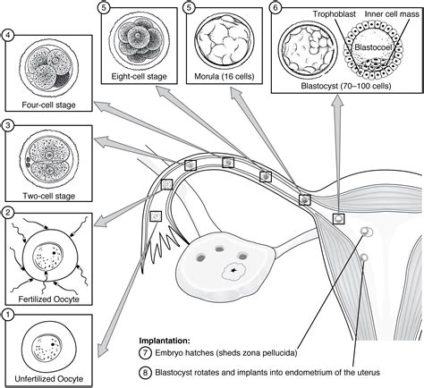 28.2 Embryonic Development – Anatomy & Physiology