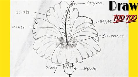 Draw Hibiscus Diagram