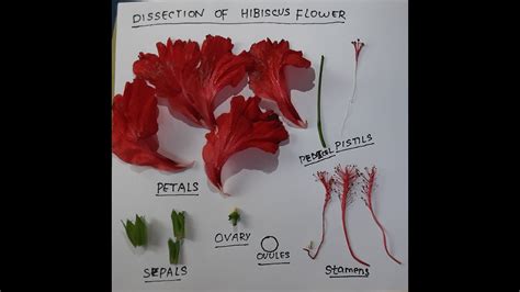 Hibiscus Rosa Sinensis Parts Of The Flower | Best Flower Site