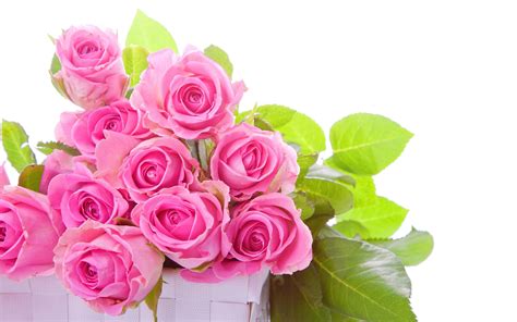 Wallpaper Some pink roses, green leaves, white background 2560x1600 HD Picture, Image