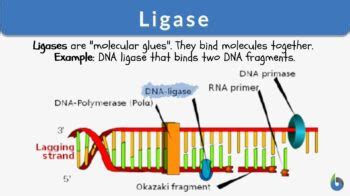 Ligase - Definition and Examples - Biology Online Dictionary