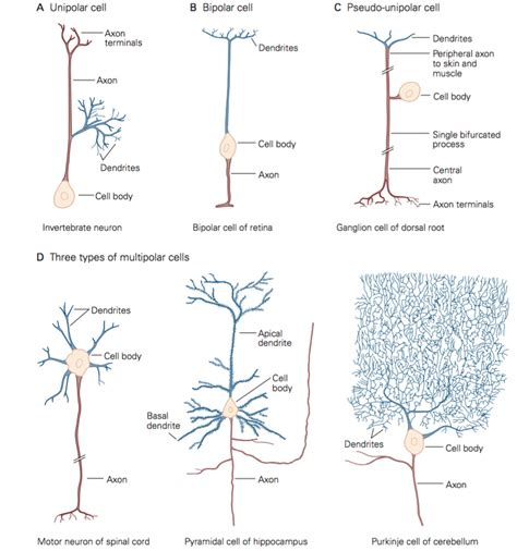 1: The classifications of neurons based on the branches that originate... | Download Scientific ...