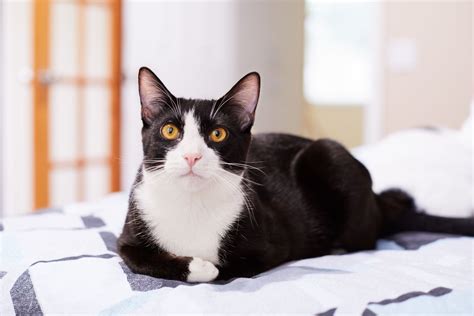 10 Black and White Cat Breeds