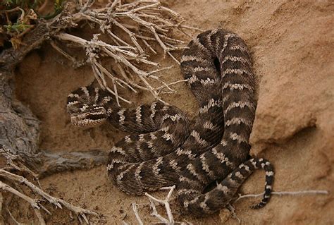 What Animals Live In The Gobi Desert? - WorldAtlas