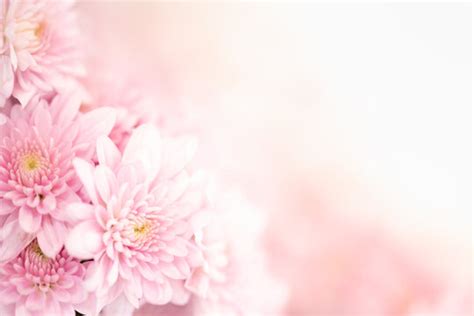 Pink Flower Backgrounds