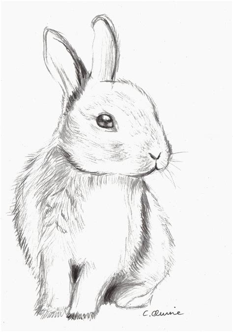 25+ easy animal pencil sketch - AnayaEmilee