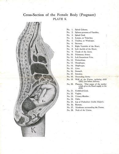 Pregnancy Related Pelvic Pain - Physiopedia