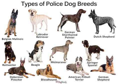 List of the Best Police Dog Breeds With Pictures | 101DogBreeds.com