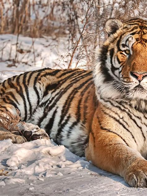 Siberian Tiger: History, Facts, Size, Habitat, Classification & Much More - Animals Name