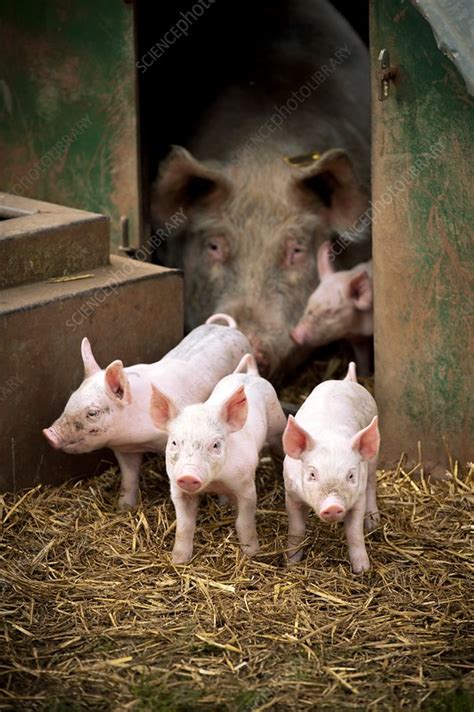 Pig farming - Stock Image - C012/5483 - Science Photo Library