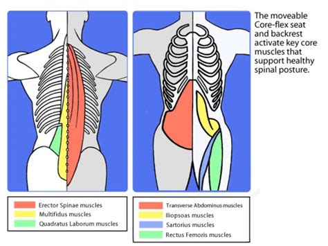 Anatomy of the "Core" Muscles | Ankeny, IA Patch