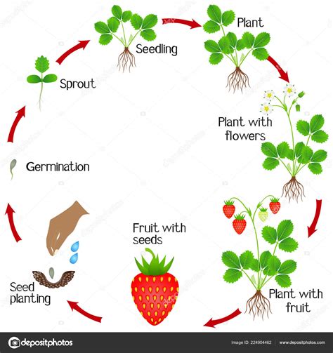 Life Cycle Strawberry Plant White Background Stock Vector Image by ©ZAQzaq81 #224904462