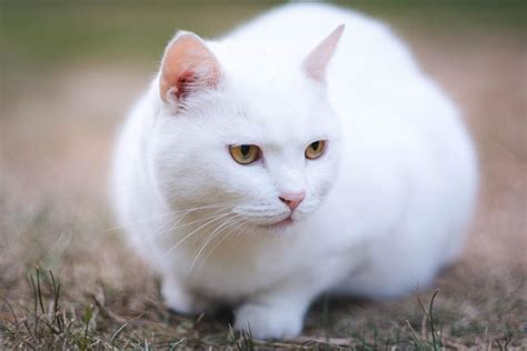 20+ White Cat Breeds - Blue Eyes, Green Eyes - Full List With Photos