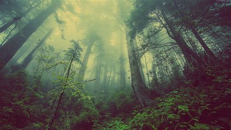 HD wallpaper: green, forest, 4k, threes, fog, 5k | Wallpaper Flare