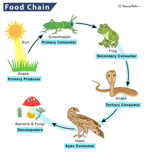 Decomposer Food Chain