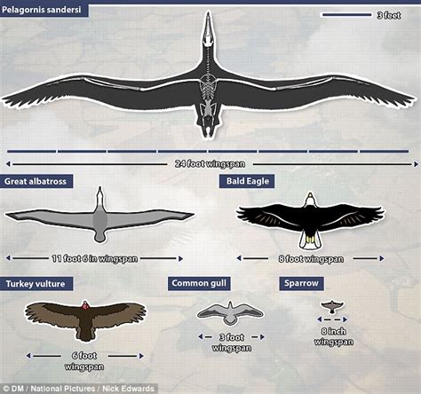 Bird with the largest wingspan - jobslader