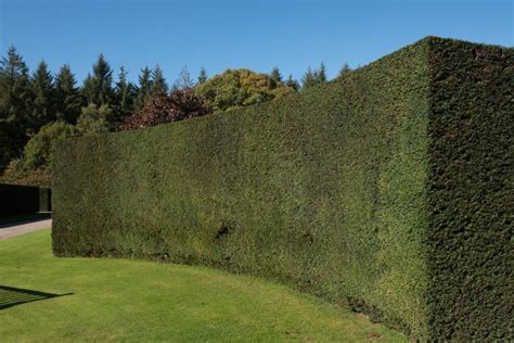 Growing a yew hedge in the garden - Plantura