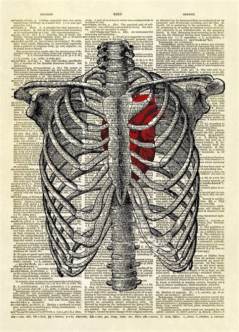 Human Rib Cage with Heart Dictionary Art Print Human Rib Cage, Human Body, Antique Illustration ...