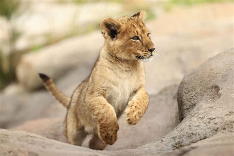 Cute Lion Cubs Wallpapers